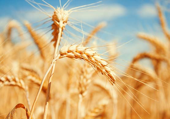 Golden wheat field closeup