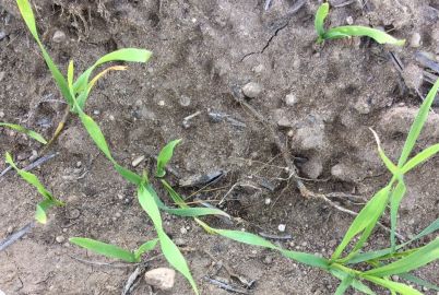 Cutworm damage to wheat, Mt Cooper, EP, 2015. Photo: Josh Hollitt
