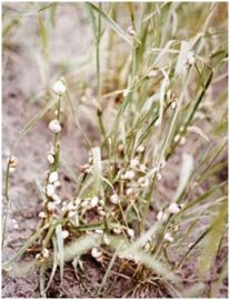Crop damage/Baiting - Italian snail damaging barley