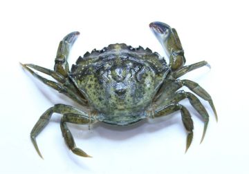 European Green Shore Crab (<i>Carcinus maenas</i>)