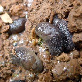 Black-keeled slugs (Photo: K. Perry)