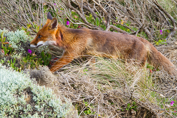 feral fox