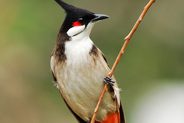 red-whiskered bulbul