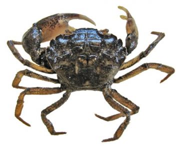 Harris Mud Crab <i>(Rhithropanopeus harrisii) </i>