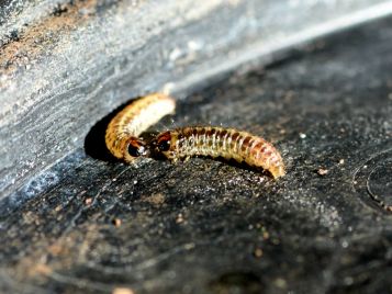 Pasture webworm larvae (Photo: R. Hamdorf)