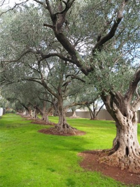 Davenport olive grove