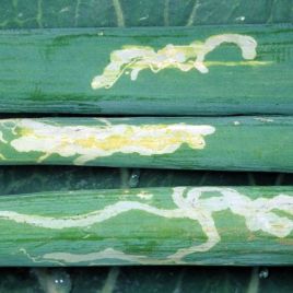 Serpentine leafminer mines (Merle Shepard, Gerald R.Carner & P.A.C Ooi/Insects and their Natural Enemies Associated with Vegetables and Soybean in Southeast Asia/Bugwood.org - CC BY 3.0 US)