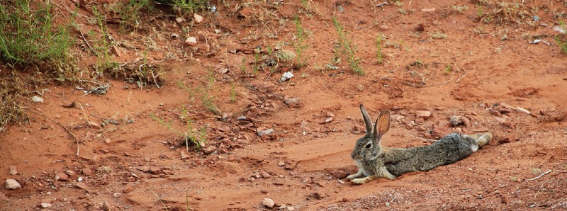 Hunting Rabbits In Australia Easy to access rabbit control measures in South Australia’s Southeast ...