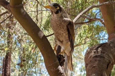 <strong>Noisy miner</strong><br>A grey bird, with a black head, orange-yellow beak and feet, a distinctive yellow patch behind the eye, and white tips on the tail feathers