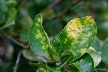 Warty, rust brown spots on leaves