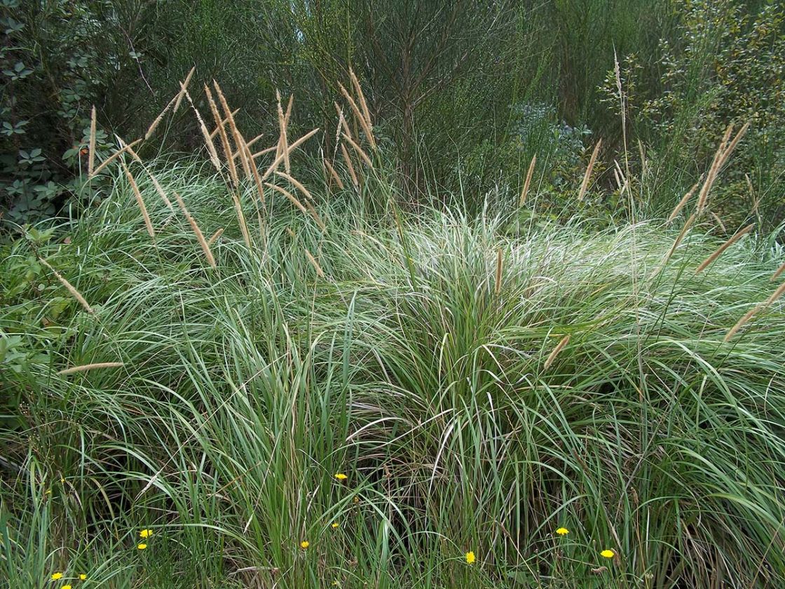 African feathergrass 2 - AFG Aldgate JDean