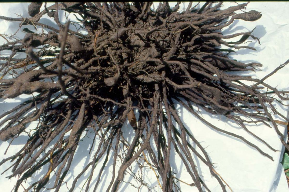 asparagus_fern_1_-_A.scandensDWLBC.jpg