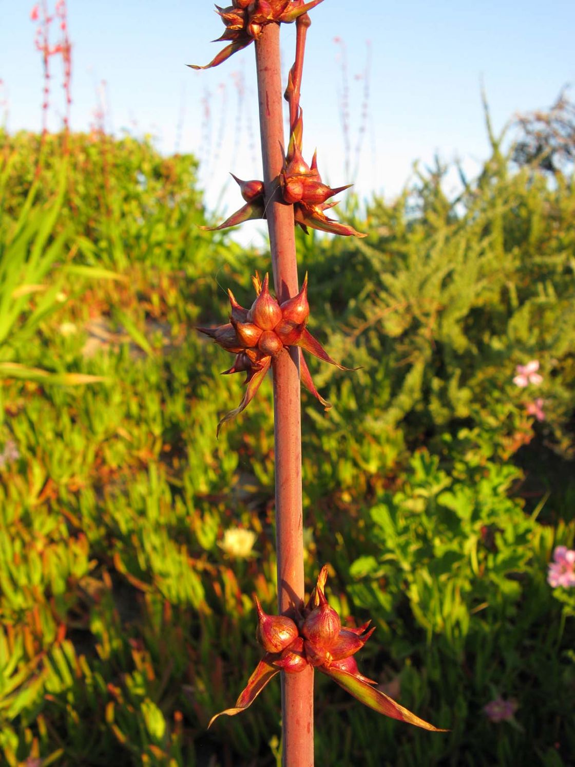 bulbil_watsonia_2_-_bulbil_watsonia_closeup.jpg