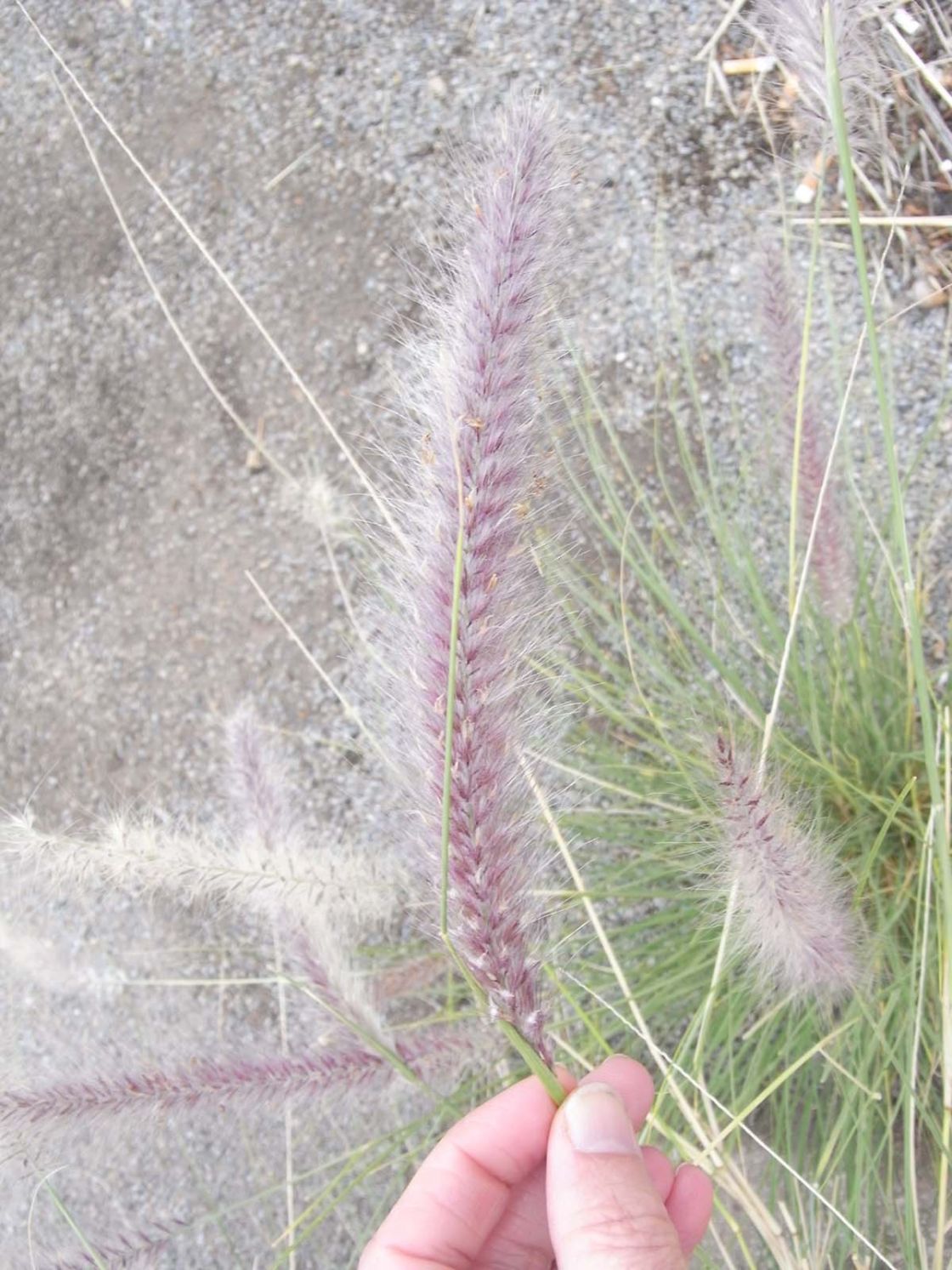 fountain_grass_1_-_fountain_grass_-_closeup.jpg
