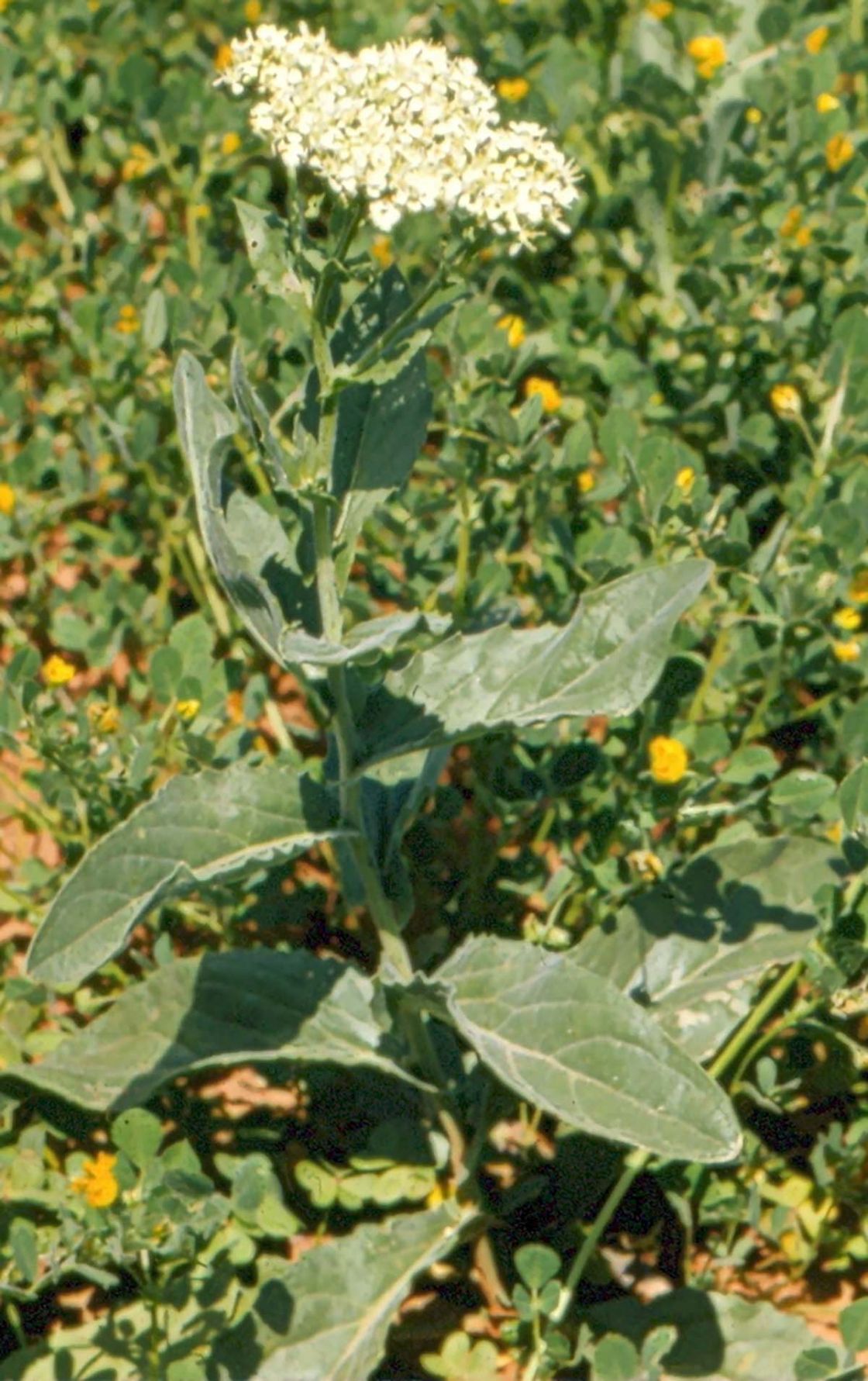 hoary_cress_2_-_hoary_cress3_DWLBC.jpg
