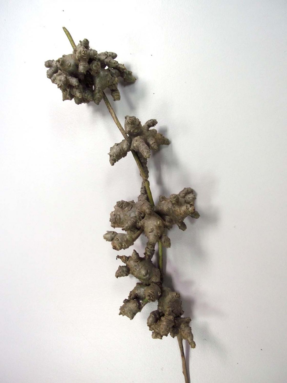 madeira_vine_1_-_aerial_tubers_JDean.jpg