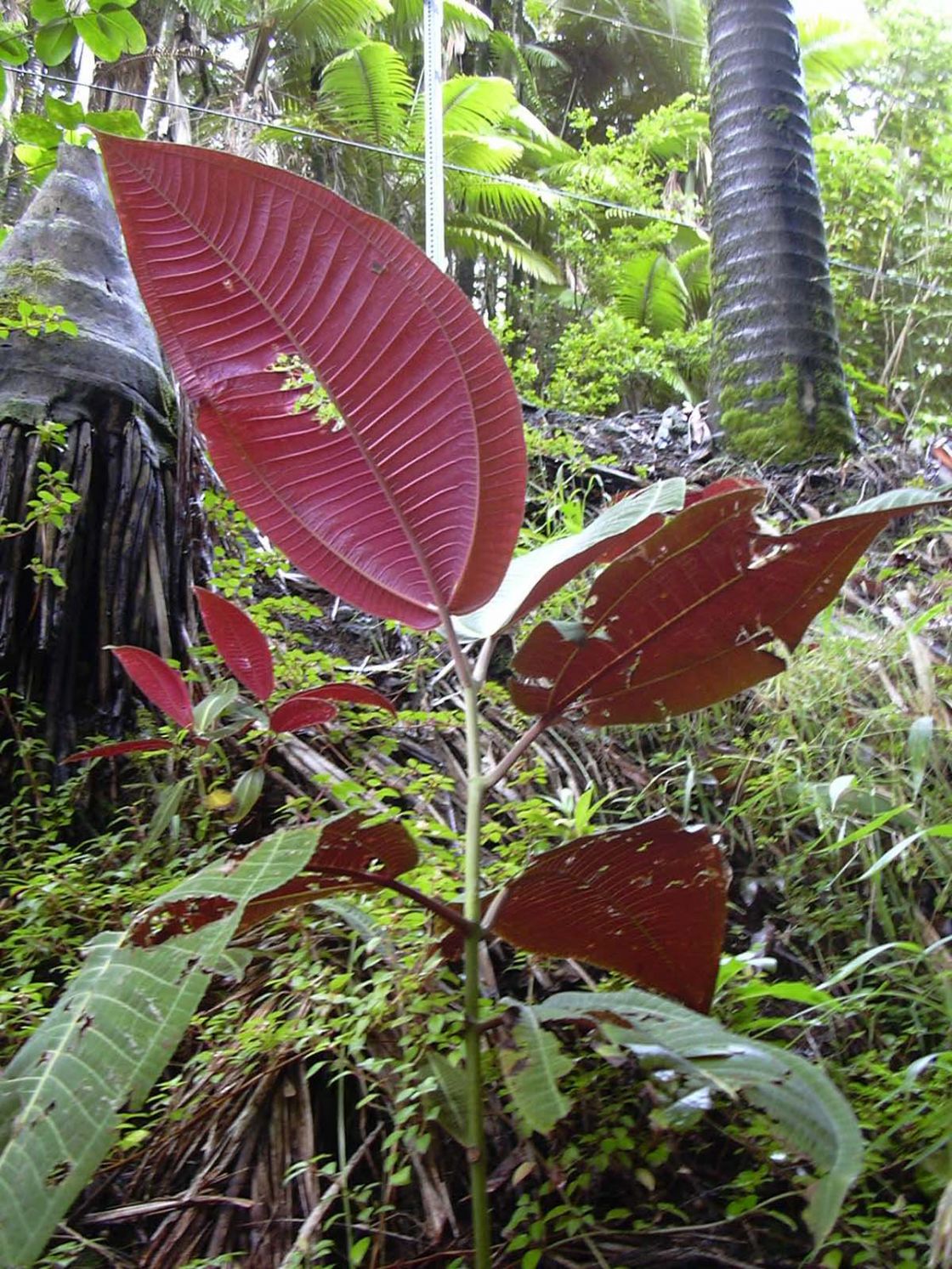 miconia_1_-_Starr_031118-0097_Miconia_calvescens.jpg