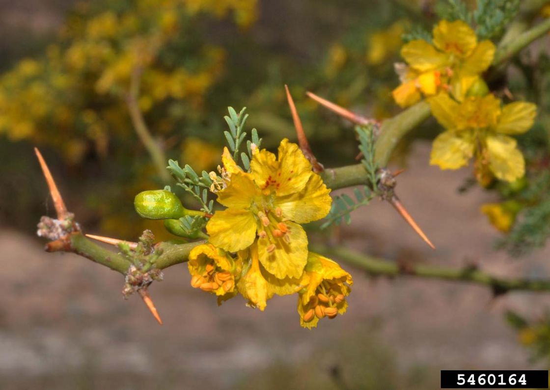 parkinsonia_1_-_Parkinsonia_-_flowers.jpg