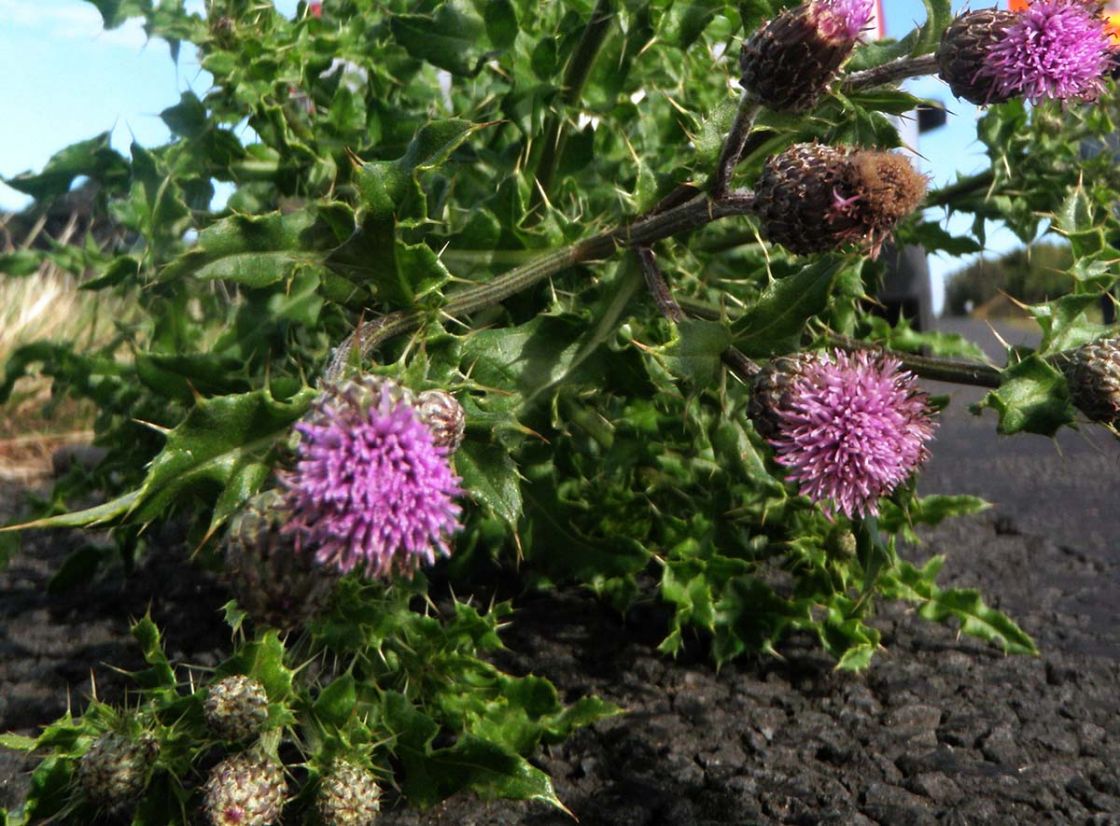 perennial_thistle_1_-_cropped_perennial_thistle_JHeap.jpg