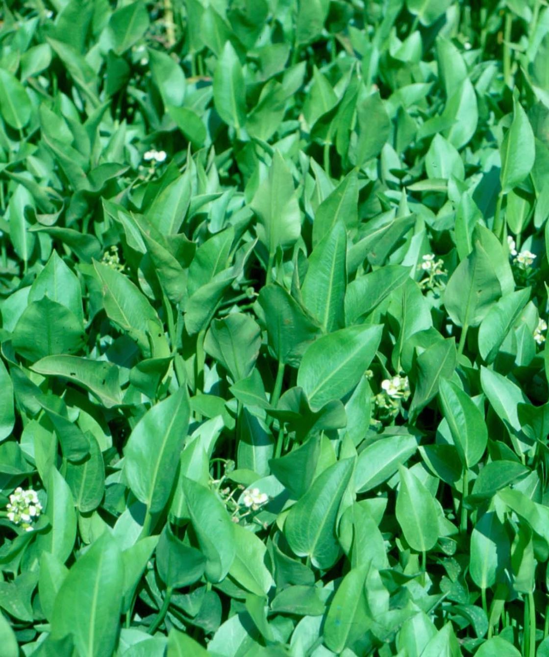 sagittaria_1_-_scan0007_3.jpg