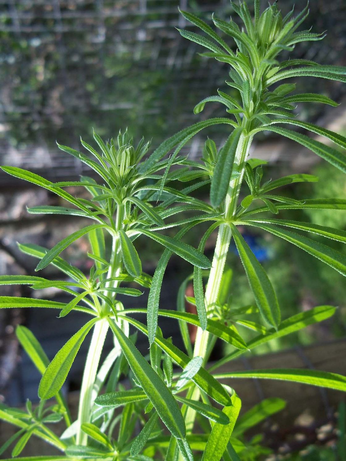 three_horned_bedstraw_2_-_galium_leaves_JDean.jpg