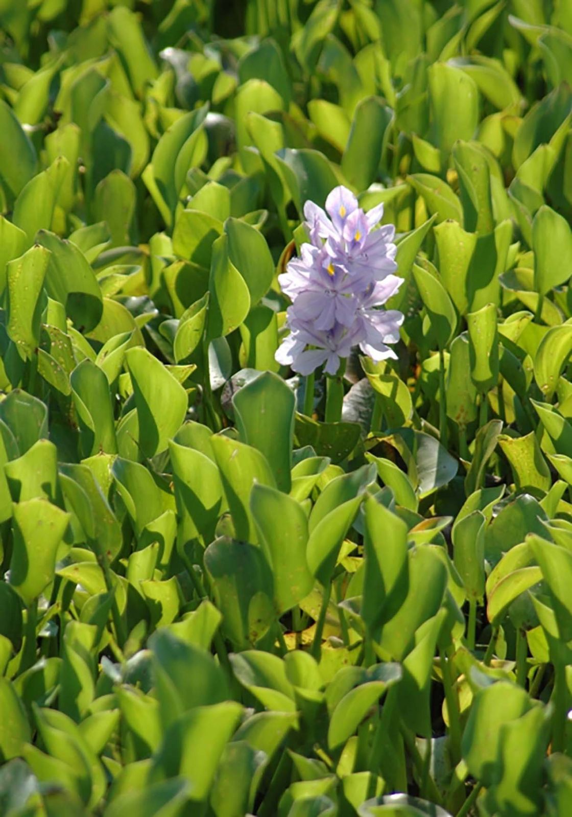 water_hyacinth_2_-_Water_hyacinth_2.jpg