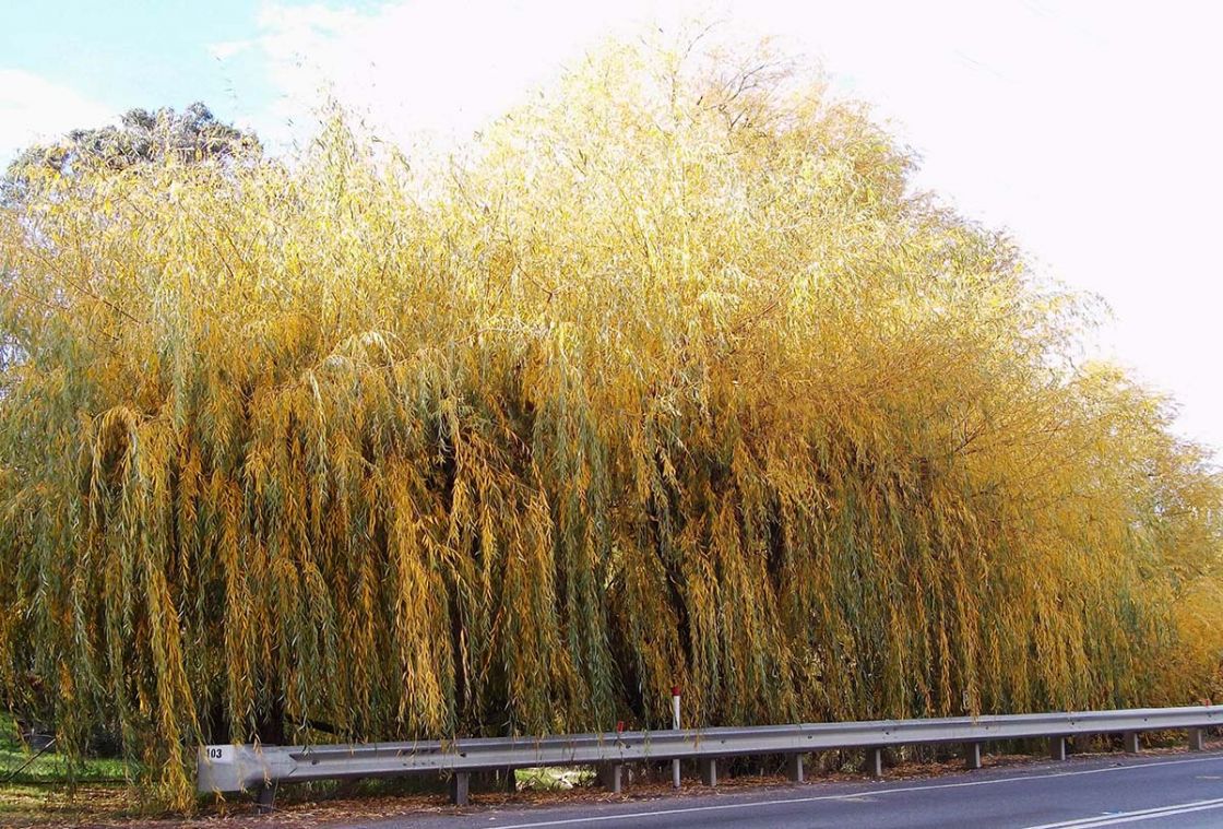 willows_1_-_infestation_cropped.jpg