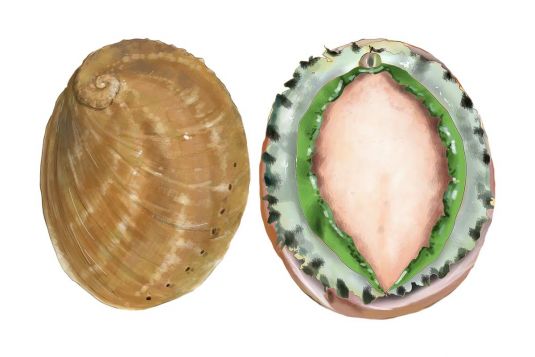 Abalone