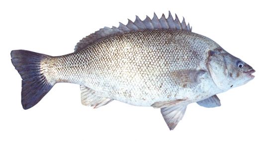 Grunter