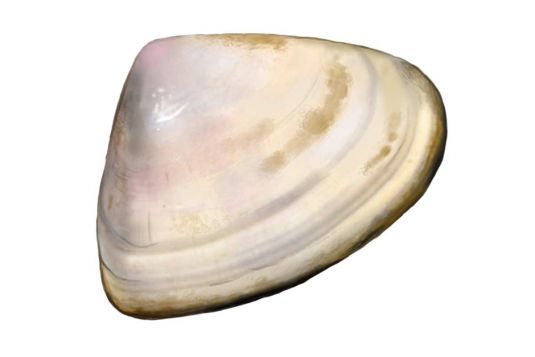 Pipi – Goolwa cockle