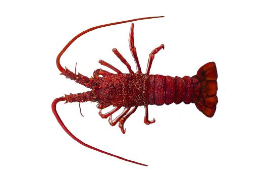 Southern Rock Lobster