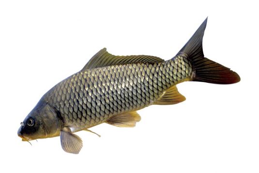 European carp (includes koi carp)