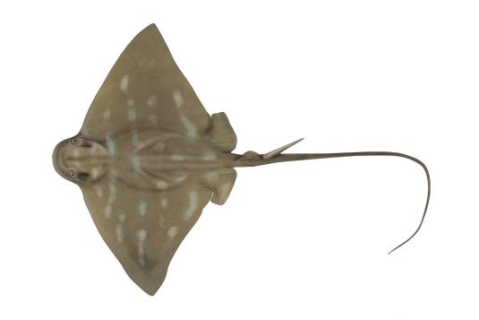 Southern Eagle Ray