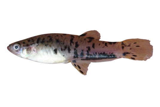 Speckled Livebearer