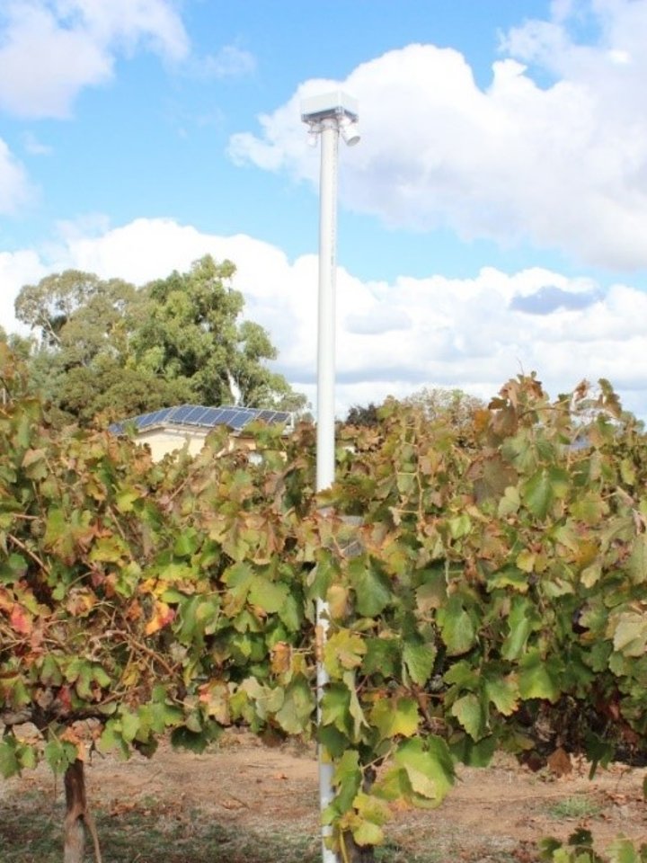 Athena Irrigation Transp-IR field sensor in between vines