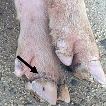 Pig’s hoof separating from skin