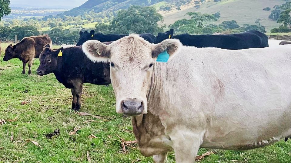 Cattle Diseases: The Farmers' Guide