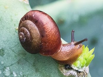 Asian tramp snail – photo: Victor Engel, CC BY 4.0 via Wikimedia Commons