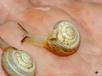 Carthusian snail – photo: Fritz Geller-Grimm, CC BY-SA 2.5 via Wikimedia Commons