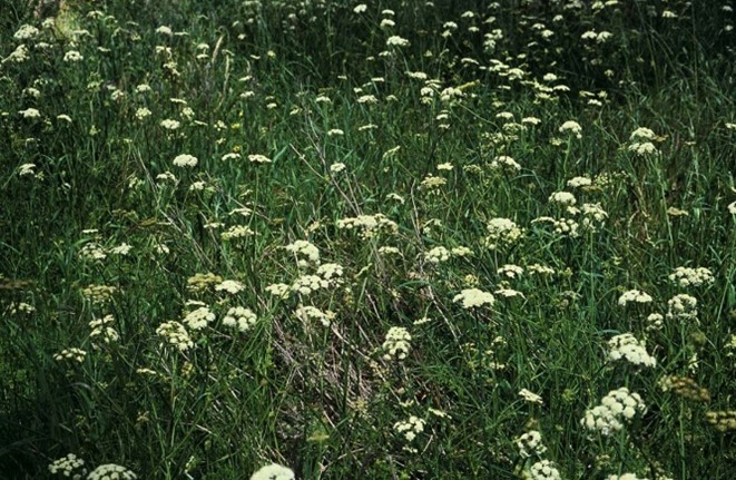 Field of grass and white flowers