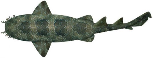 Wobbegong – Cobbler, Banded, Spotted