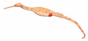 Pipehorse