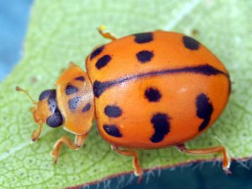 Ladybird beetle (photo: CSIRO)