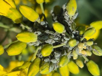 Cabbage aphids (photo: M. Ehsangar)