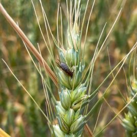 European earwigs feeding on wheat grain (photo: A. Hancock)