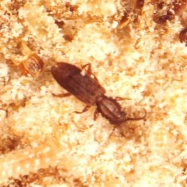 Sawtoothed grain beetle (photo: N. Cunningham)