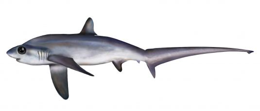 Bigeye Thresher