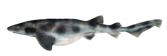 Whitefin Swellshark