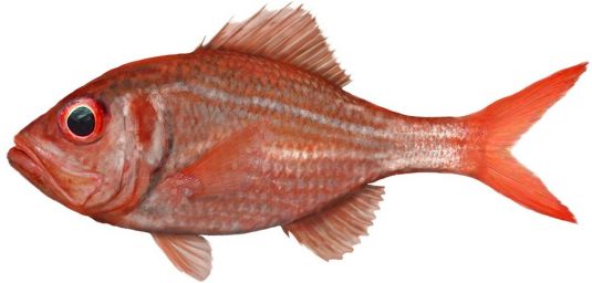 Nannygai – Bight Redfish, Red Snapper, Swallowtail