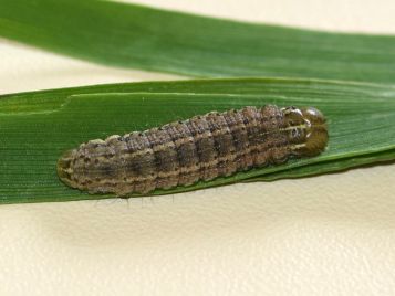 Fall armyworm